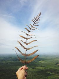 Cropped hand of person holding leaf against cloudy sky