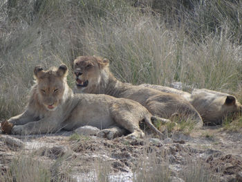 Photo of a group of lions resting at a waterhole in namibia