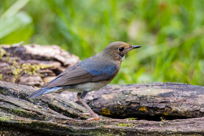 Close-up of bird perching on wood