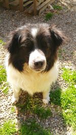 Dog standing on grass