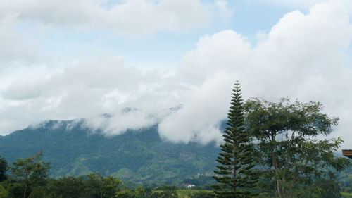 Low angle view of trees in forest against sky