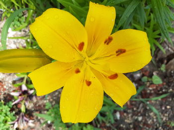 Close-up of yellow day lily blooming outdoors