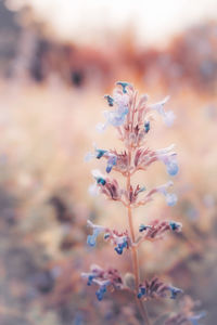 Close-up of purple flowering plant