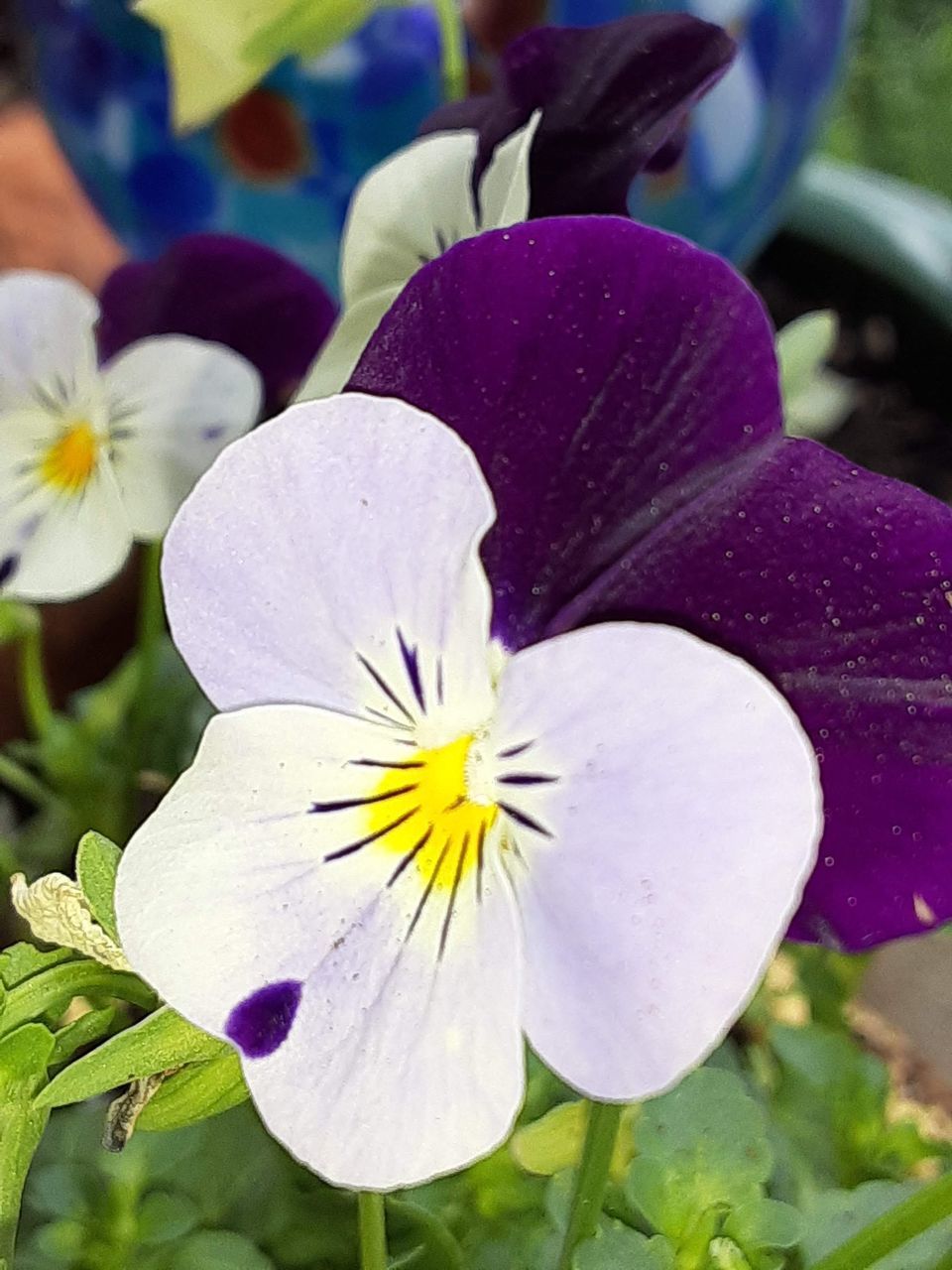 flower, flowering plant, plant, freshness, beauty in nature, pansy, fragility, petal, flower head, close-up, inflorescence, growth, nature, purple, focus on foreground, pollen, no people, wildflower, springtime, blossom, outdoors, botany, macro photography, day, yellow, leaf