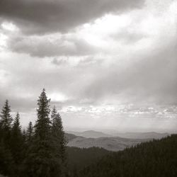 Scenic view of pine trees against sky