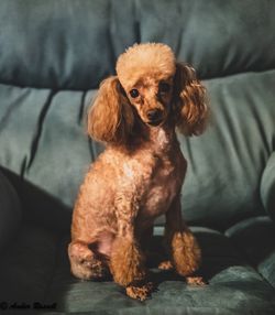 Dog sitting on sofa