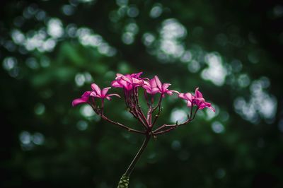 Close-up of pink flowers blooming outdoors