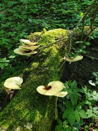 High angle view of mushrooms growing on field