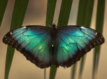 Close-up of butterfly on leaf