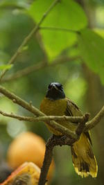 Close-up of bird perching on branch