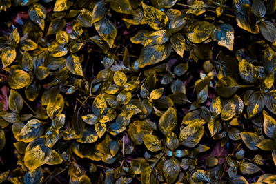 Full frame shot of autumnal leaves