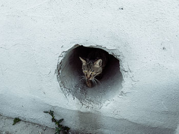 Portrait of cat peeking through hole in wall