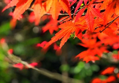 Close-up of maple leaves on branch
