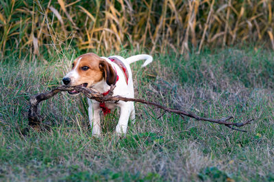 Dog running in grass