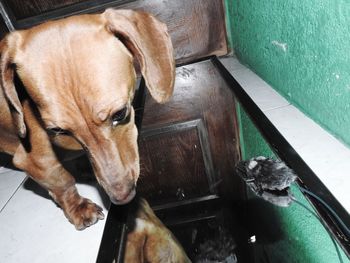 High angle view of dog relaxing on floor