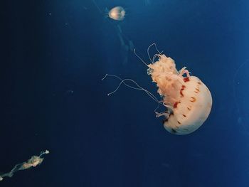 jellyfish