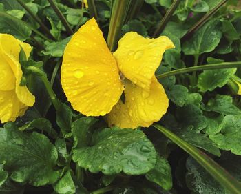 Close-up of water drops on yellow flower