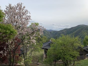 Scenic view of flowering tree and mountains against sky