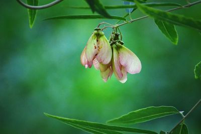 Close-up of flower on plant