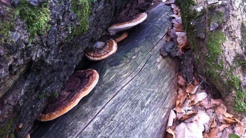 Close-up of wood