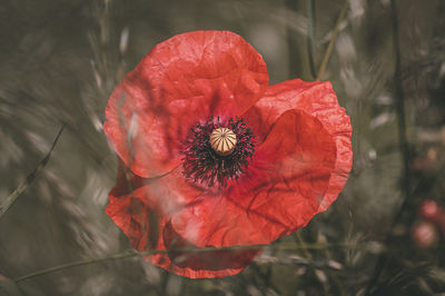 red