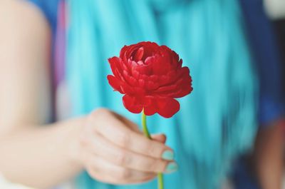 Midsection of woman holding buttercup flower