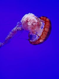 Close-up of jellyfish against blue background