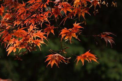 Close-up of maple tree during autumn