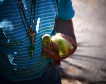 Midsection of man holding duckling