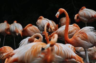 Close-up of flamingos