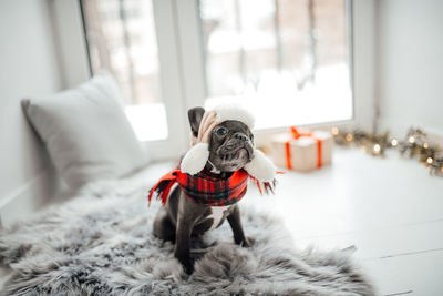 Portrait of dog at home