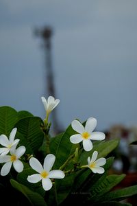 Close-up of white flowers