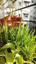 Close-up of fresh green plants