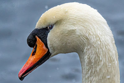 Portrait of a swan