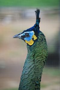 Close-up of peacock