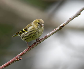 Bird perching on branch