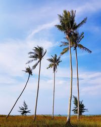 Palm trees on field against sky