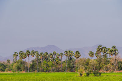 Scenic view of field against clear sky