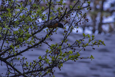 Low angle view of bird perching on tree