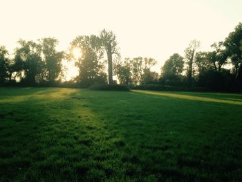 Scenic view of grassy field against sky