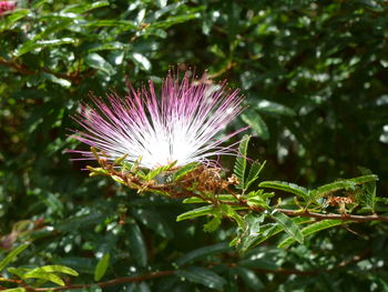 Close-up of flower plant