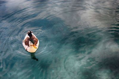 High angle view of person swimming in sea