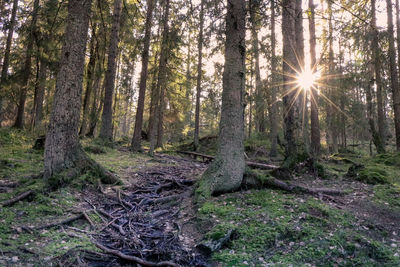 Sunlight streaming through trees in forest