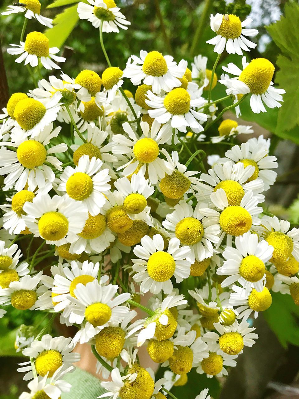 CLOSE-UP OF DAISIES