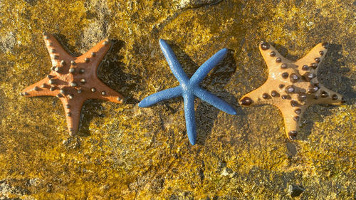 Close-up of starfish on sea shore