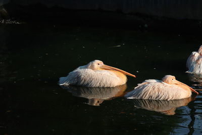 View of pelican birds swimming in lake