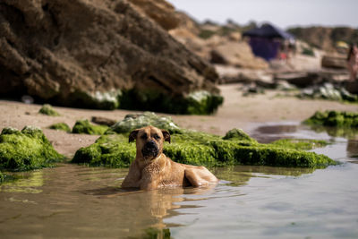 View of dog on rock by water