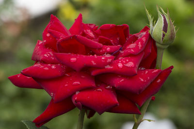 Close-up of wet red rose flower