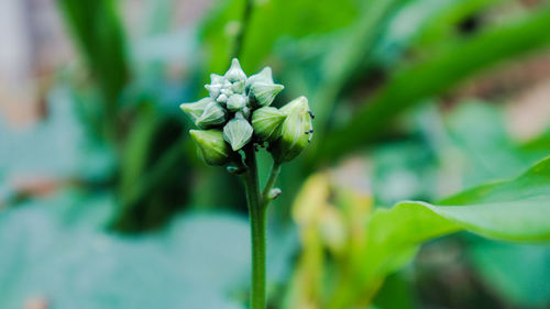 Close-up of flowering plant