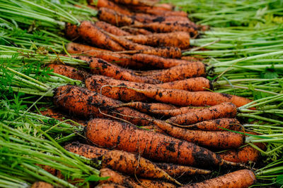 A large harvest of fresh organic carrots on the ground. seasonal work on the farm. autumn harvest.